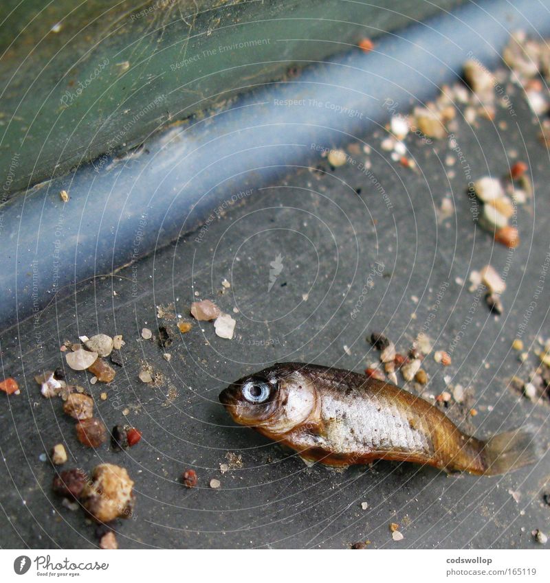 opfer einer makro kosmische umweltkatastrophe Totes Tier Fisch 1 trocken Tod Farbfoto Innenaufnahme liegen Menschenleer