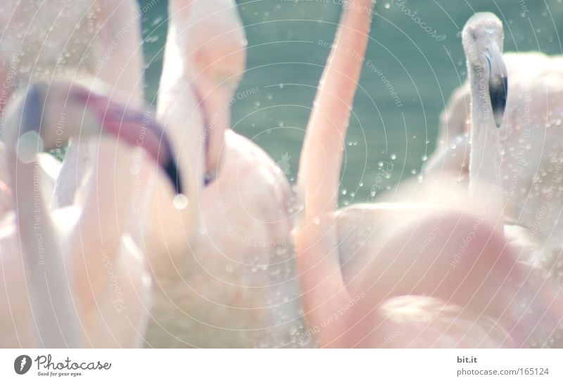 WHIRLPOOL Whirlpool Safari Zoo Umwelt Natur Wasser Wassertropfen exotisch Vogel Flamingo Schnabel Feder Brunft glänzend toben nass natürlich Sauberkeit rosa