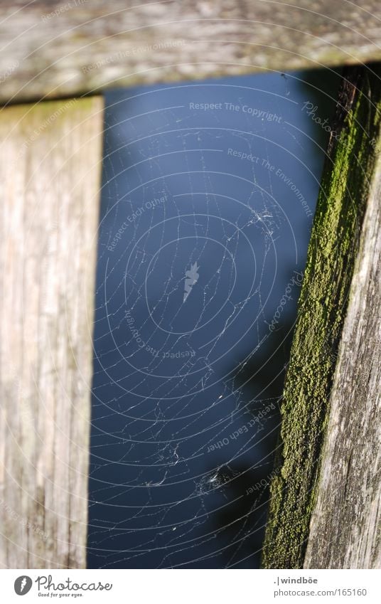 Gesponnen Farbfoto Außenaufnahme Nahaufnahme Menschenleer Tag Abend Dämmerung Sonnenlicht Totale Natur Spinne Spinnennetz Holz Zaun Brücke berühren fangen