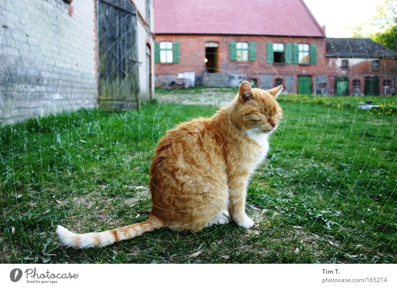 Rote Katze Farbfoto Außenaufnahme Menschenleer Tag Abend Tierporträt Profil Blick Haustier Wildtier 1 Zufriedenheit Erholung freilebend Herumtreiben