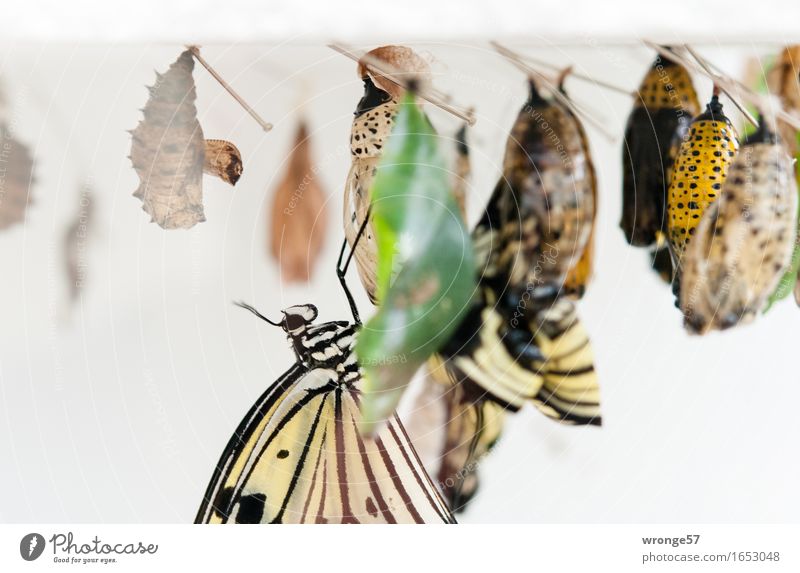 Nachwuchsförderung Tier Wildtier Schmetterling Insekt 1 Tiergruppe hängen exotisch klein nah schön braun mehrfarbig gelb grau grün weiß Larve Kokon hängend
