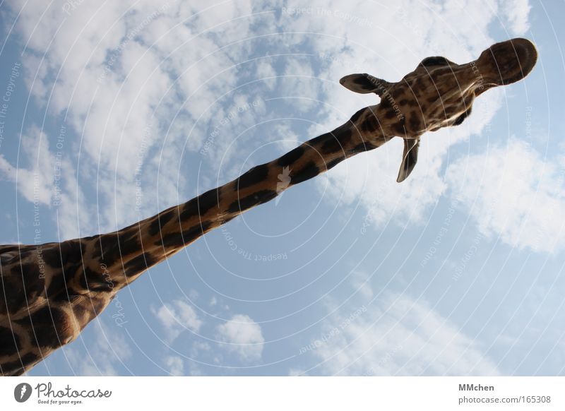 stretch Farbfoto Außenaufnahme Textfreiraum oben Textfreiraum unten Tag Ferien & Urlaub & Reisen Safari Zoo Himmel Fell 1 Tier beobachten Blick groß lang blau