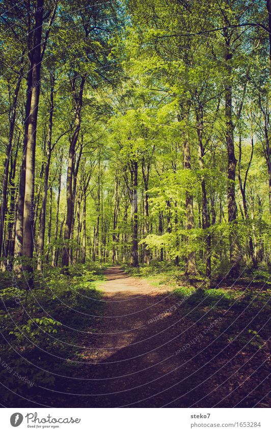 Frühlingswald Schönes Wetter Baum Wald Wege & Pfade Erholung wandern frisch grün Natur Buchenwald Laubwald Fußweg Farbfoto Außenaufnahme Menschenleer
