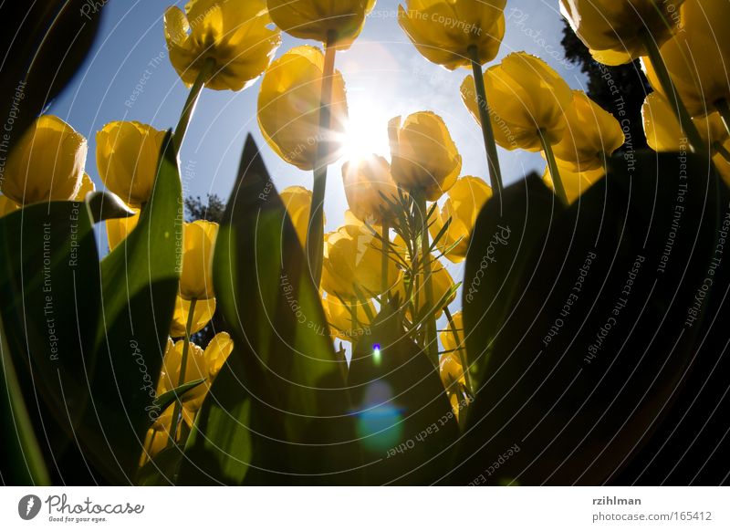 Tulpen aus der Froschperspektive Farbfoto mehrfarbig Außenaufnahme Nahaufnahme Detailaufnahme Makroaufnahme Menschenleer Textfreiraum unten Tag Sonnenlicht