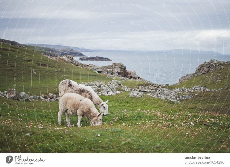 Schafe an der Küste von Schottland Lamm Natur Landschaft Meer rasenmähen Rasen Großbritannien