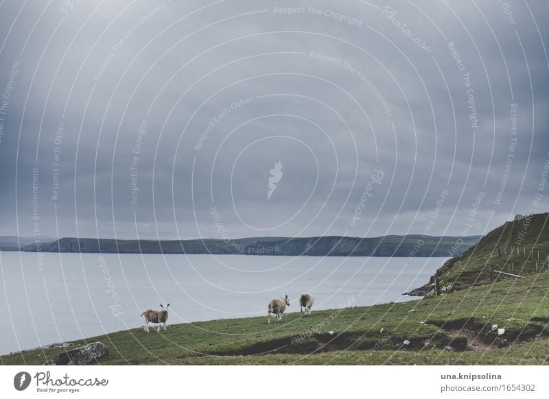 Ein Schaf kommt selten allein Ferien & Urlaub & Reisen Tourismus Abenteuer Natur Landschaft Wolken Wiese Küste Meer Schottland Nutztier 3 Tier Herde beobachten