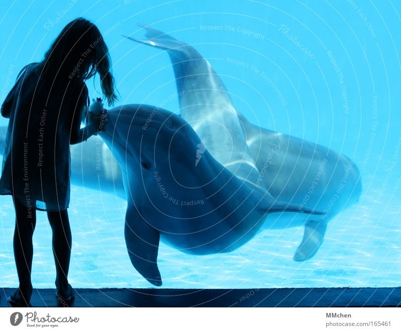 Spiel mit! Unterwasseraufnahme Silhouette Tierporträt Freude Spielen Kind Mädchen Kindheit 1 Mensch 3-8 Jahre Zoo Urelemente Wasser Aquarium 2 Tierpaar