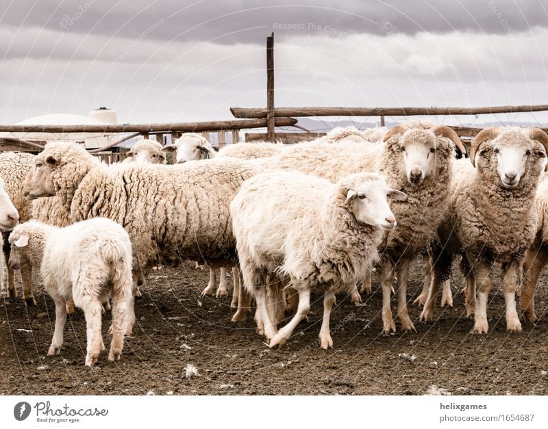 Schafe in einem Wüstenschreiber Landwirtschaft Forstwirtschaft Tier Nutztier Tiergesicht Tiergruppe füttern stehen Utah wüst Bauernhof Ackerbau Lamm Ranch