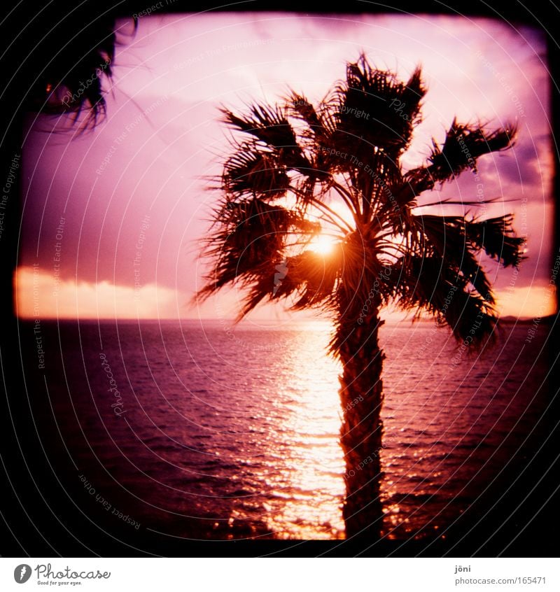 Palmenschein Farbfoto Außenaufnahme Lomografie Holga Dämmerung Sonnenstrahlen Sonnenaufgang Sonnenuntergang Himmel Horizont Schönes Wetter exotisch Strand