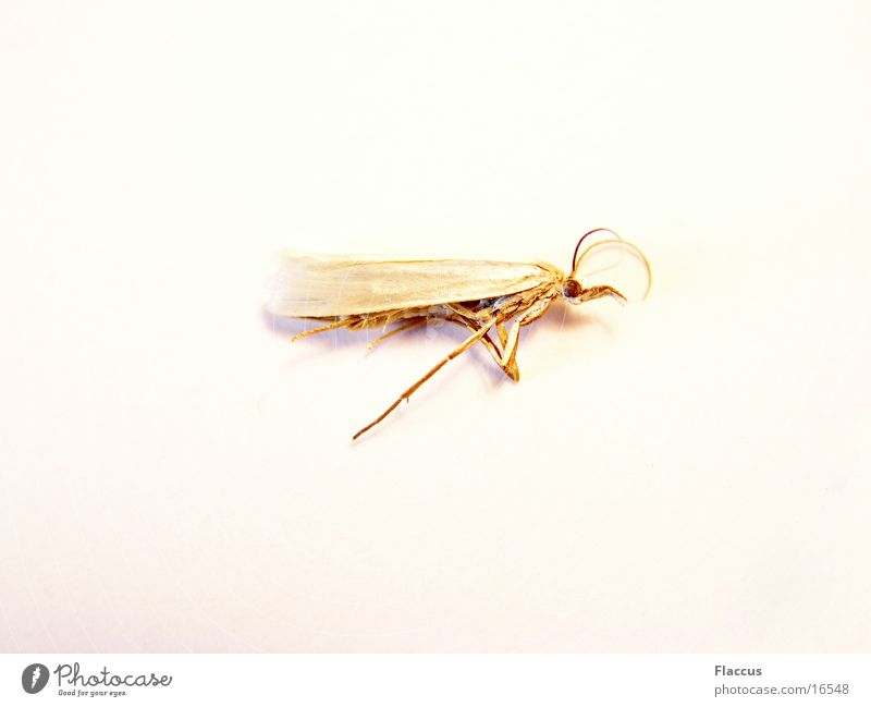 Goldener Engel Insekt Schmetterling Motte Verkehr Tod