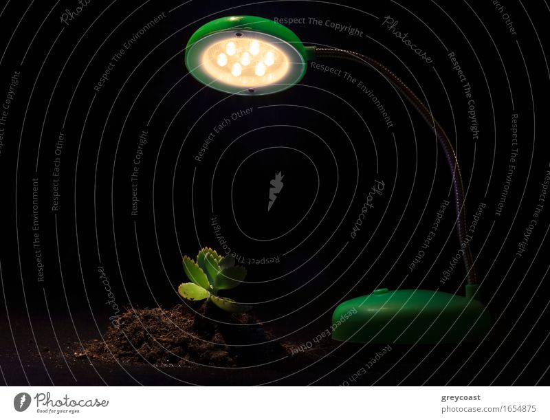 Junge Spross und Tischlampe auf einem schwarzen Hintergrund Lampe Technik & Technologie Umwelt Natur Pflanze Erde Baum Blume Blatt Wachstum Freundlichkeit grün