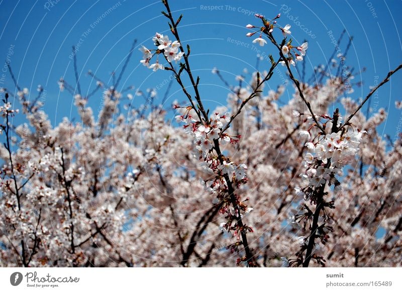 Zerbrechlich Farbfoto Außenaufnahme Menschenleer Tag Sonnenlicht Profil Umwelt Natur Himmel Frühling Schönes Wetter Pflanze Baum Blüte Kirschblüten Park