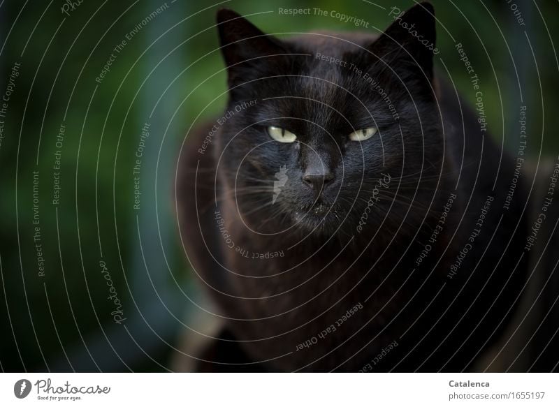 Böse, Porträt einer schwarzen Katze Tier Haustier Nutztier Fell 1 beobachten sitzen dunkel glänzend braun gelb grün Ausdauer Interesse böse Ärger Blick