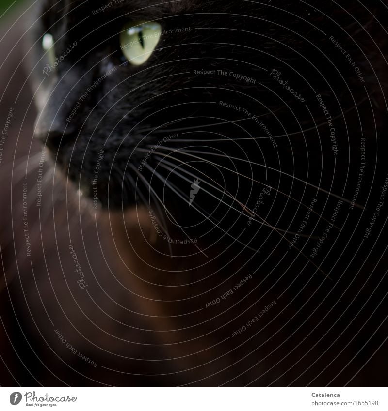 Sechster Sinn, schwarze Katze Tier Schnurrhaar Haustier Nutztier Fell 1 beobachten ästhetisch dunkel nah braun gold silber beweglich Tastsinn elegant Energie