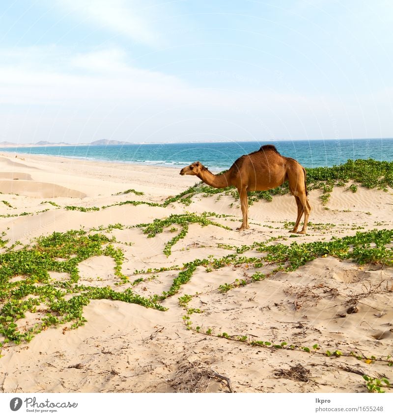 Dromedar in der Nähe des Meeres Essen Ferien & Urlaub & Reisen Tourismus Abenteuer Safari Sommer Strand Mund Natur Pflanze Tier Sand Himmel heiß wild braun grau