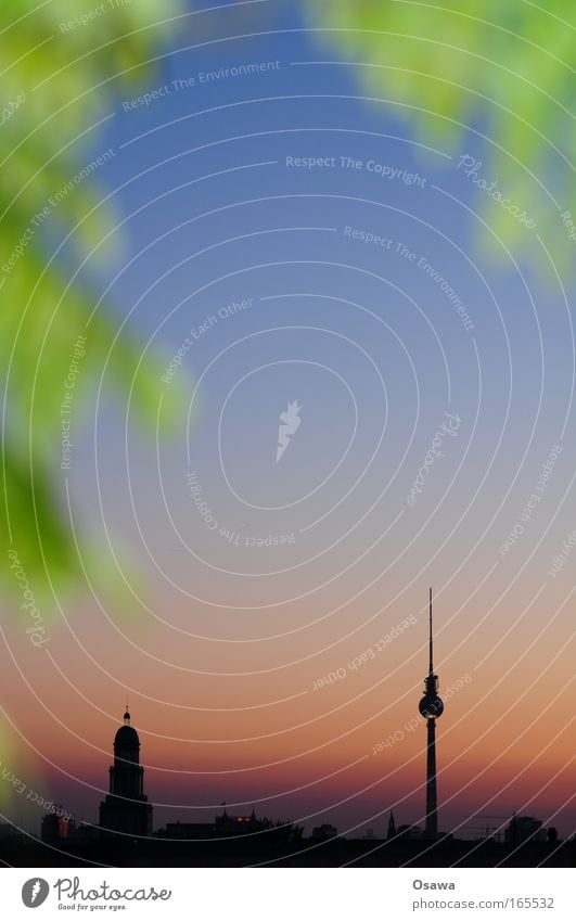 Berliner Pflanzen Farbfoto mehrfarbig Außenaufnahme Textfreiraum Mitte Abend Dämmerung Blitzlichtaufnahme Licht Kontrast Silhouette Sonnenaufgang