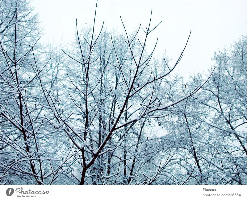 Winteräste Baum Ast Schnee Baumkrone Strukturen & Formen Fraktale