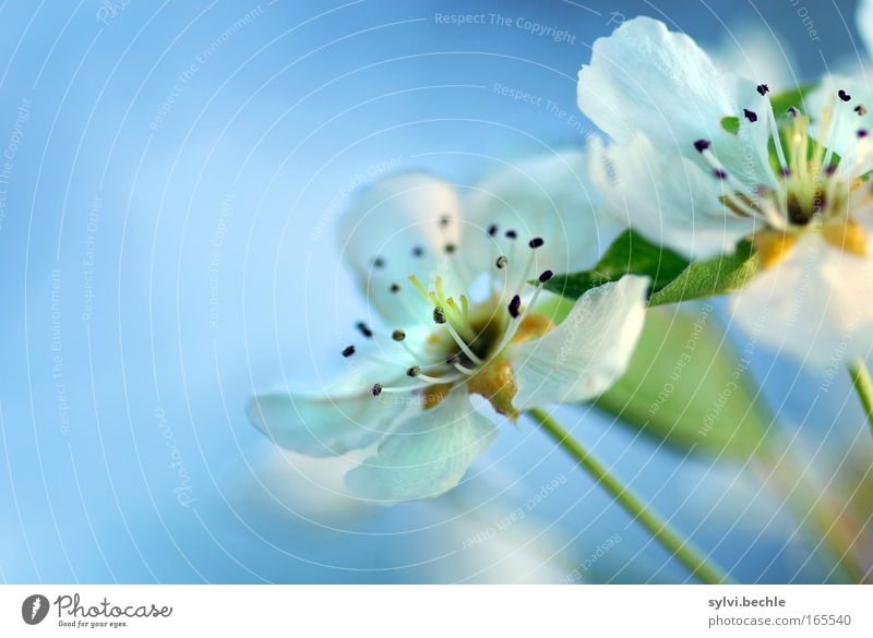 blütentraum Pflanze Himmel Frühling Blüte Blühend Duft Wachstum blau weiß Romantik schön Beginn rein unschuldig Vergänglichkeit Wandel & Veränderung Kirsche