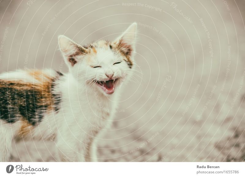 Nette Katze, die mit einem lustigen lachenden Gesicht miaut Umwelt Natur Tier Haustier Wildtier Tiergesicht 1 Tierjunges Lächeln Blick schreien Freundlichkeit