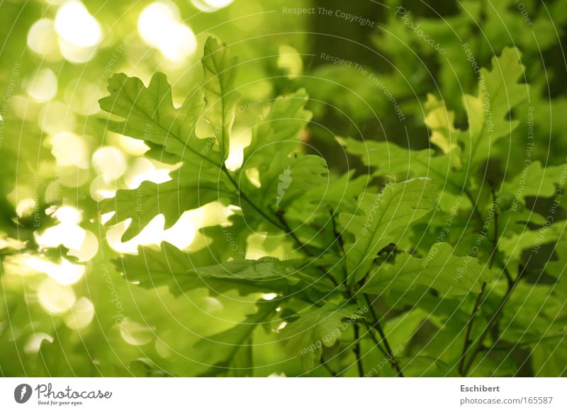 Waldlichter Freizeit & Hobby Sommer Natur Pflanze Schönes Wetter Blatt Grünpflanze Freundlichkeit frisch hell nah natürlich positiv Sauberkeit schön Wärme weich
