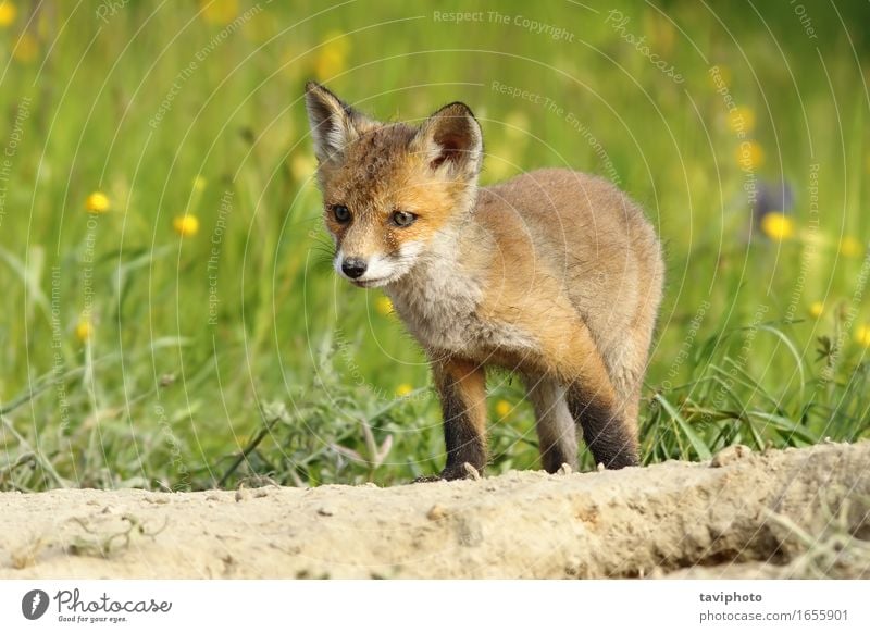 niedliches kleines Fuchsjunges Glück Gesicht Baby Jugendliche Natur Tier Gras Pelzmantel Hund Tierjunges natürlich wild braun grün rot weiß Tierwelt Schamlippen