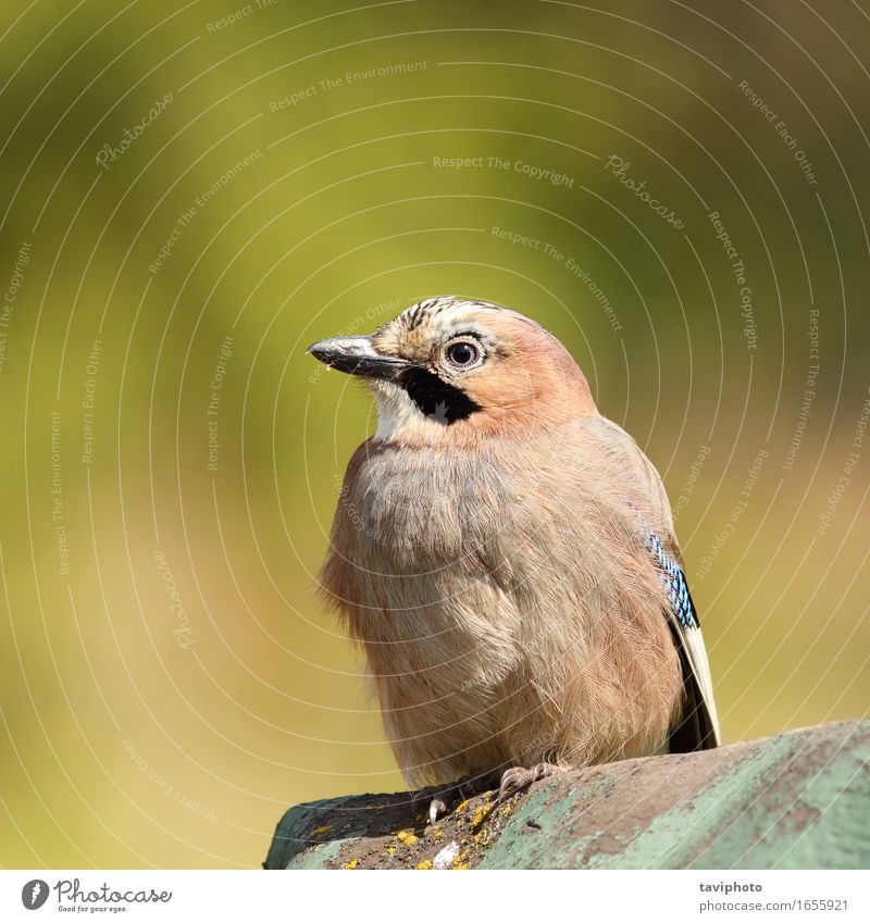 schöner eurasischer Eichelhäher elegant Leben Umwelt Natur Tier Herbst Wald Vogel beobachten niedlich Sauberkeit wild blau braun weiß Farbe farbenfroh Feder