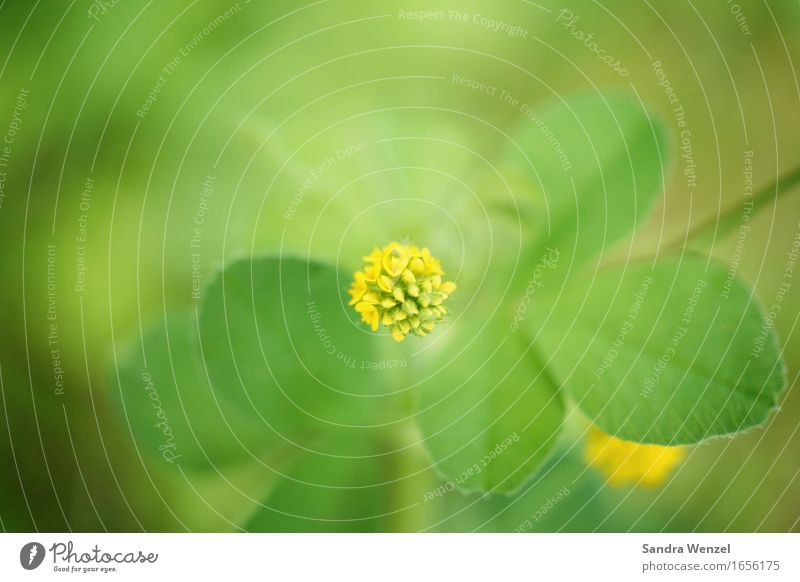 Klee Pflanze Blatt Blüte Grünpflanze Nutzpflanze Wildpflanze Kleeblatt positiv Glück ruhig Zufriedenheit Blütenknospen gelb Wiesenblume Farbfoto Außenaufnahme