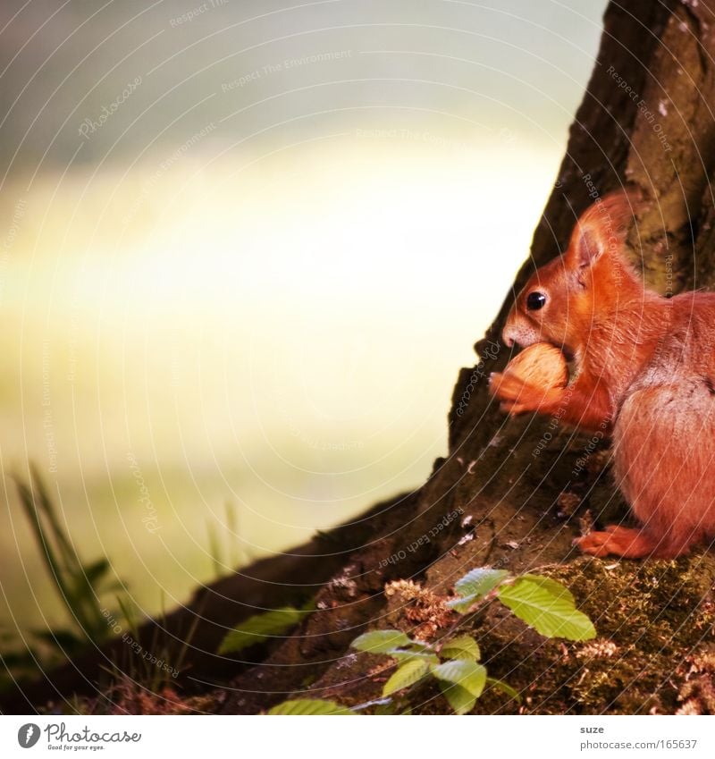 Nussknacker Umwelt Natur Pflanze Tier Frühling Sommer Schönes Wetter Baum Wiese Wildtier Eichhörnchen 1 beobachten Fressen klein niedlich rot Tierliebe