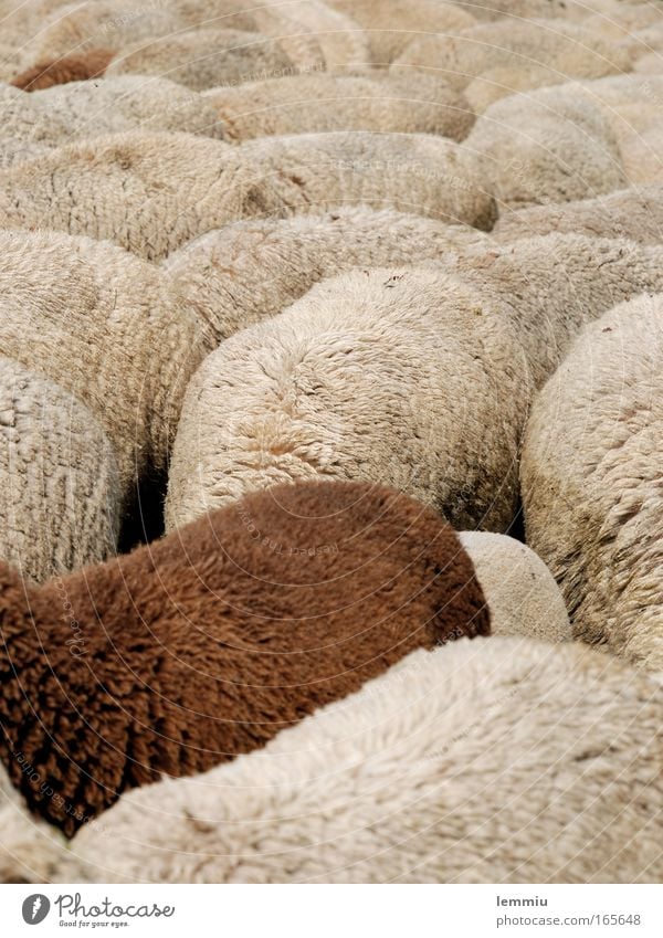 Schafe, Rücken an Rücken Farbfoto Gedeckte Farben Außenaufnahme Menschenleer Tag Zentralperspektive Tierporträt Ganzkörperaufnahme Blick nach unten Natur