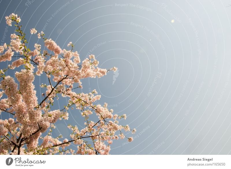 Dresdner Kirschblüte Farbfoto Außenaufnahme Menschenleer Textfreiraum rechts Tag Licht Sonnenlicht Natur Landschaft Pflanze Himmel Frühling Schönes Wetter Baum