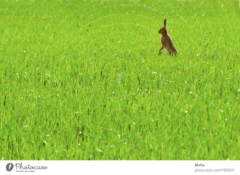 Hasen im Rasen! Umwelt Natur Pflanze Tier Frühling Nutzpflanze Getreidefeld Feld Wildtier Fell Hase & Kaninchen 1 beobachten Blick stehen natürlich Neugier