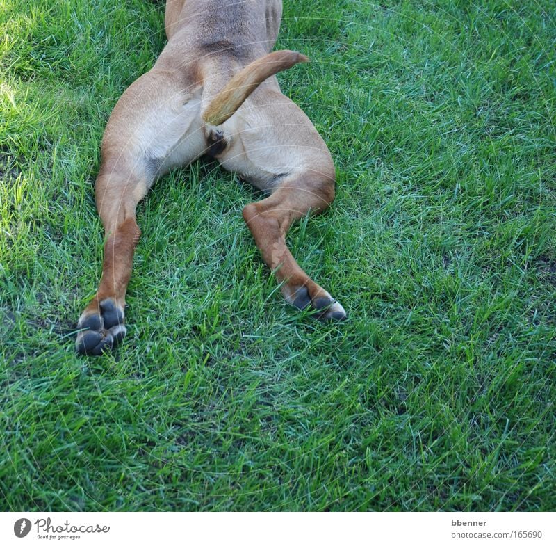 Fauler Hund Natur grün ein lizenzfreies Stock Foto von Photocase