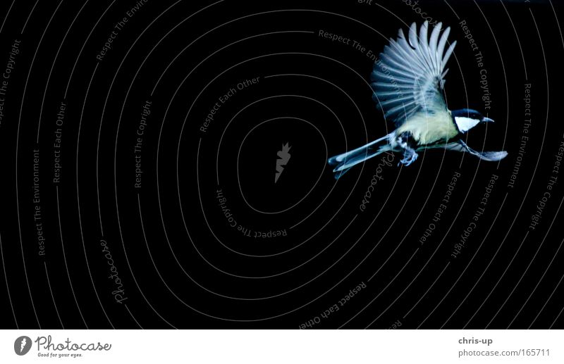 Fliegender Vogel, Kohlmeise Farbfoto Hintergrund neutral Dämmerung Kontrast Tierporträt Freiheit Natur Luft Wildtier Flügel 1 Bewegung fliegen ästhetisch gelb