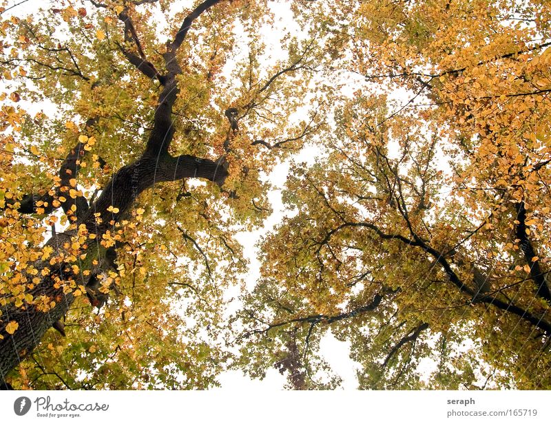 Blätterdächer Baum Blatt trunk crown of tree Wald Kruste Holz bark dendritic alt Stimmungsbild pflanzlich antik Wachstum canopy oak Märchen Phantasie verzweigt