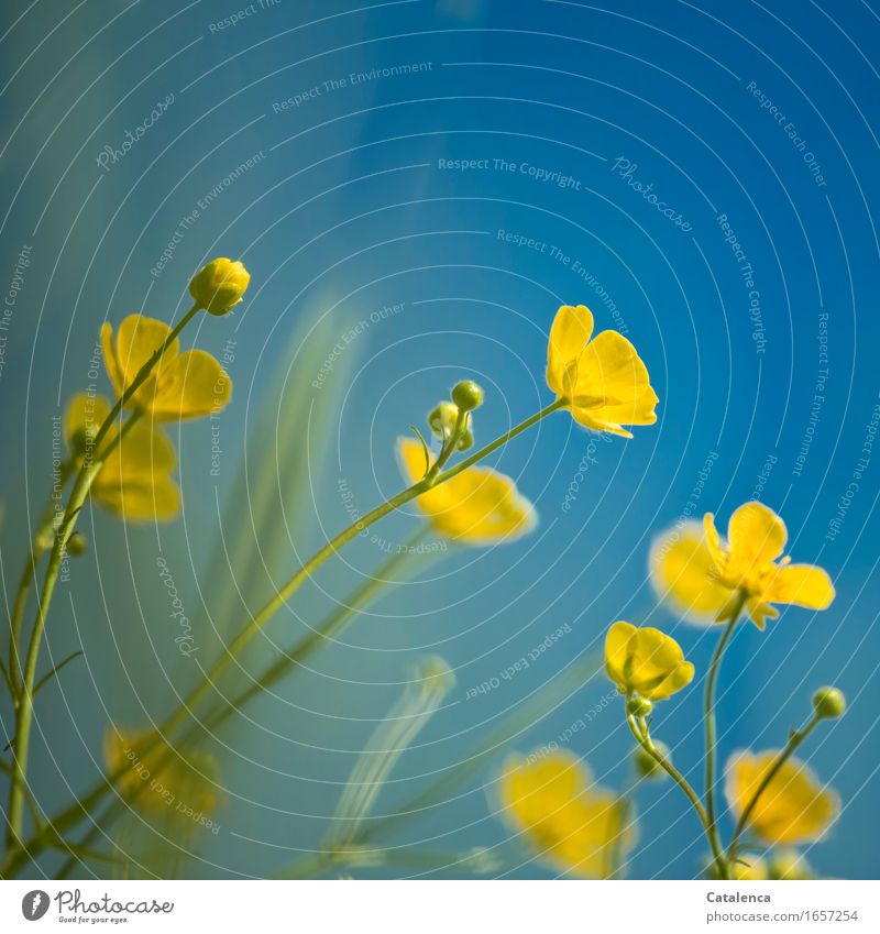 Als der Himmel noch blau war Natur Pflanze Sommer Schönes Wetter Blume Blüte Sumpf-Dotterblumen Wiese Blühend verblüht Wachstum ästhetisch schön gelb grün