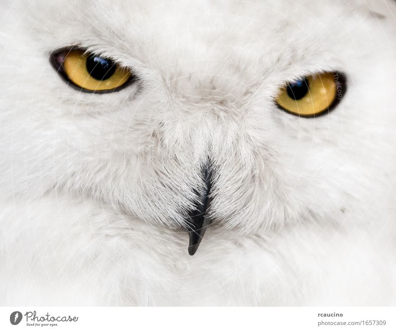 Nahaufnahme der Schneeeule Gesicht Vogel gelb weiß Waldohreule Bubo Strigidae Auge orange Maul Wildtier Porträt