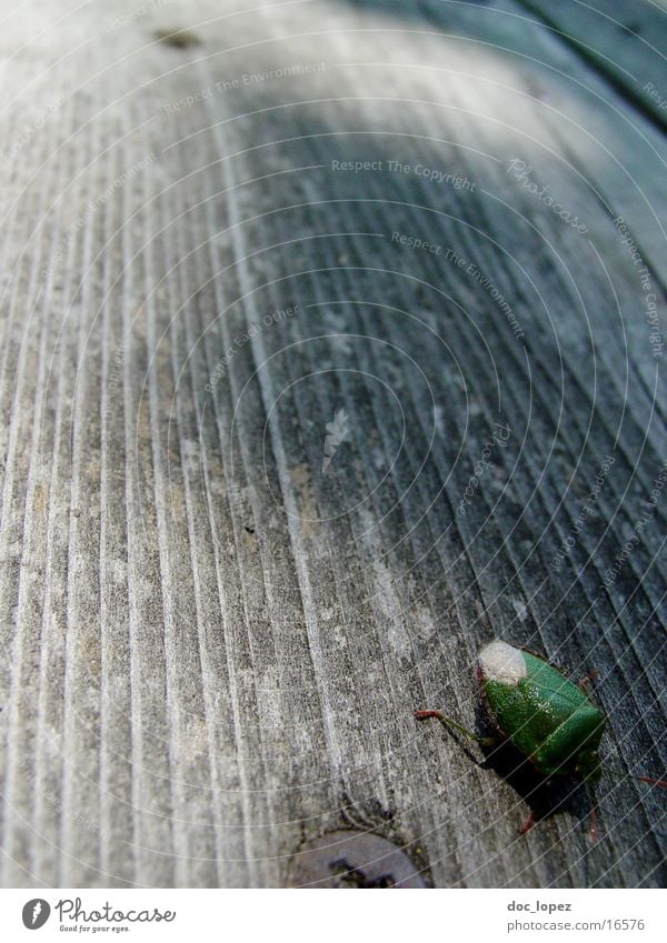 die_kleine_wanze Wanze grün Holz Holzfußboden Insekt krabbeln schnelles kleines kerlchen Detailaufnahme Perspektive weit unten Baumwanze