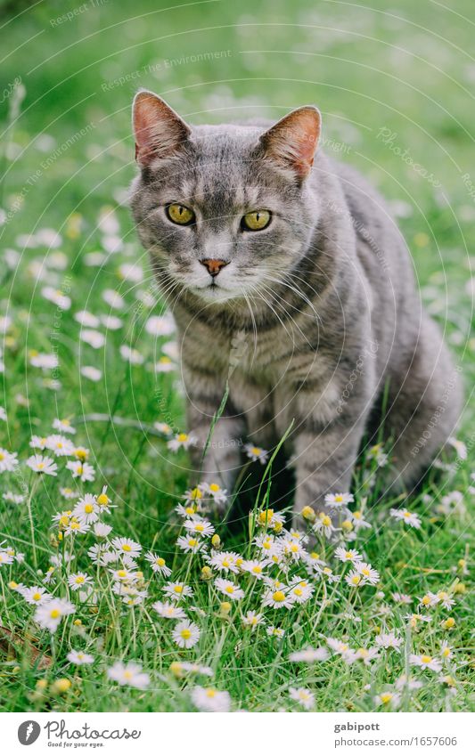 Mr. Kater im Sommerglück ... Natur Landschaft Schönes Wetter Blume Gras Garten Wiese Tier Haustier Katze 1 beobachten sitzen Freundlichkeit schön kuschlig