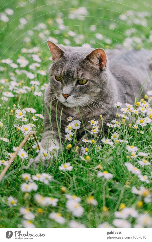 lazy sunday Sommer Schönes Wetter Pflanze Gras Gänseblümchen Garten Park Wiese Tier Haustier Nutztier Katze 1 Duft liegen Freundlichkeit kuschlig positiv grün