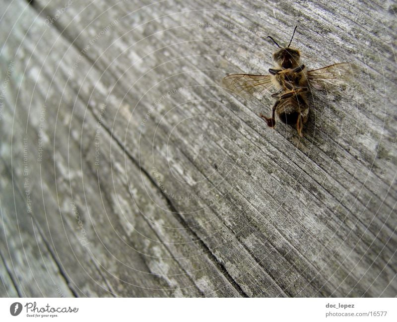 die_kleine_maja Biene Maja Holz Holzfußboden Insekt Tod Detailaufnahme Perspektive weit unten