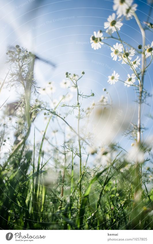 AST9 | Pause in der Wiese Umwelt Natur Pflanze Wolkenloser Himmel Sonnenlicht Sommer Schönes Wetter Wärme Blume Gras Blüte Grünpflanze Blühend Wachstum Duft