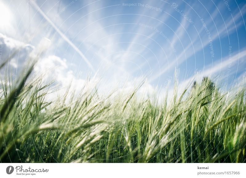 AST9 | Sommerfeld Umwelt Natur Pflanze Himmel Wolken Sonnenlicht Schönes Wetter Wärme Nutzpflanze Gerste Gerstenfeld Gerstenähre Kornfeld Getreide Getreidefeld