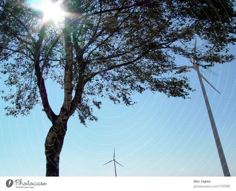 der_Sonne_entgegen_1 Baum blenden Stimmung Gegenlicht Rauschen Windkraftanlage Himmel Landschaft alternative Energie gewinnen