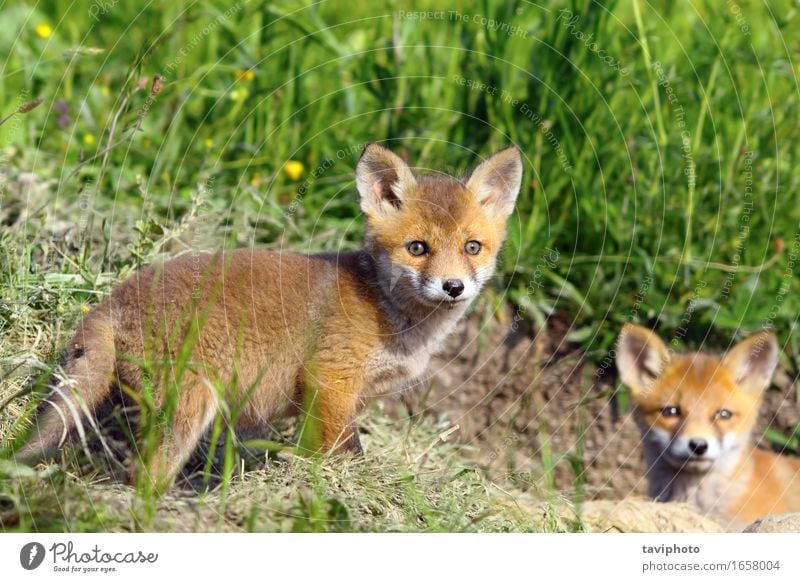 Neugieriges Fuchsjunges, welches die Kamera betrachtet schön Sommer Baby Natur Tier Gras Wald Pelzmantel Wildtier Hund Tierjunges stehen klein natürlich
