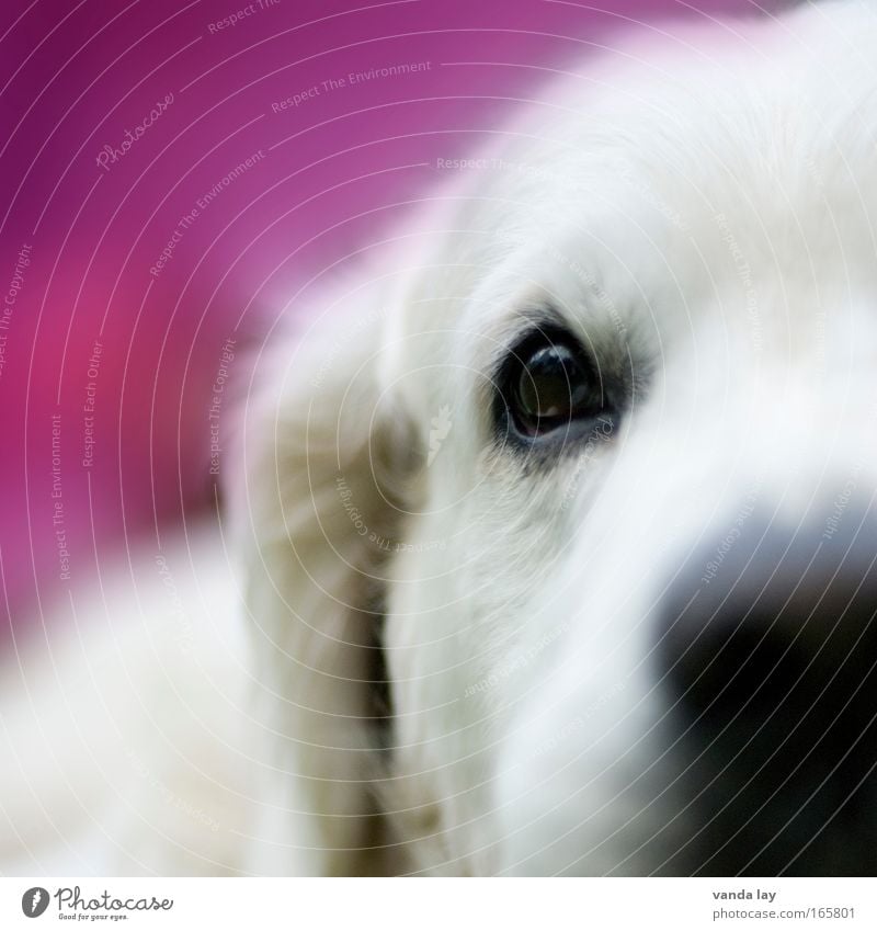 Mädchenhund Farbfoto mehrfarbig Detailaufnahme Makroaufnahme Menschenleer Textfreiraum links Textfreiraum oben Hintergrund neutral Unschärfe