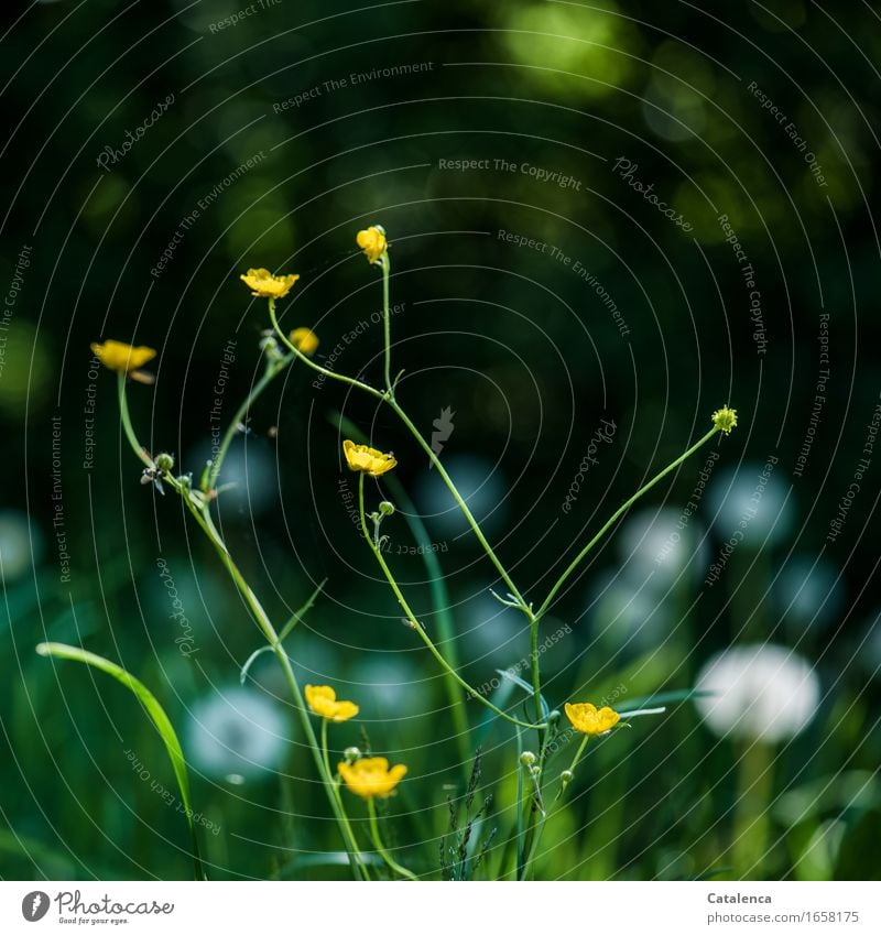 Sumpfdotterblume und Lichtpunkte der Pusteblumen im Hintergrund Natur Pflanze Luft Sommer Gras Butterblume Löwenzahn Weissdornhecke Wiese Blühend verblüht