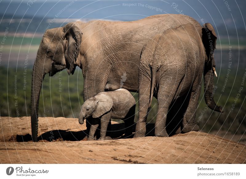 Familienausflug Ferien & Urlaub & Reisen Tourismus Ausflug Abenteuer Ferne Freiheit Safari Expedition Umwelt Natur Sommer Savanne Tier Wildtier Elefant
