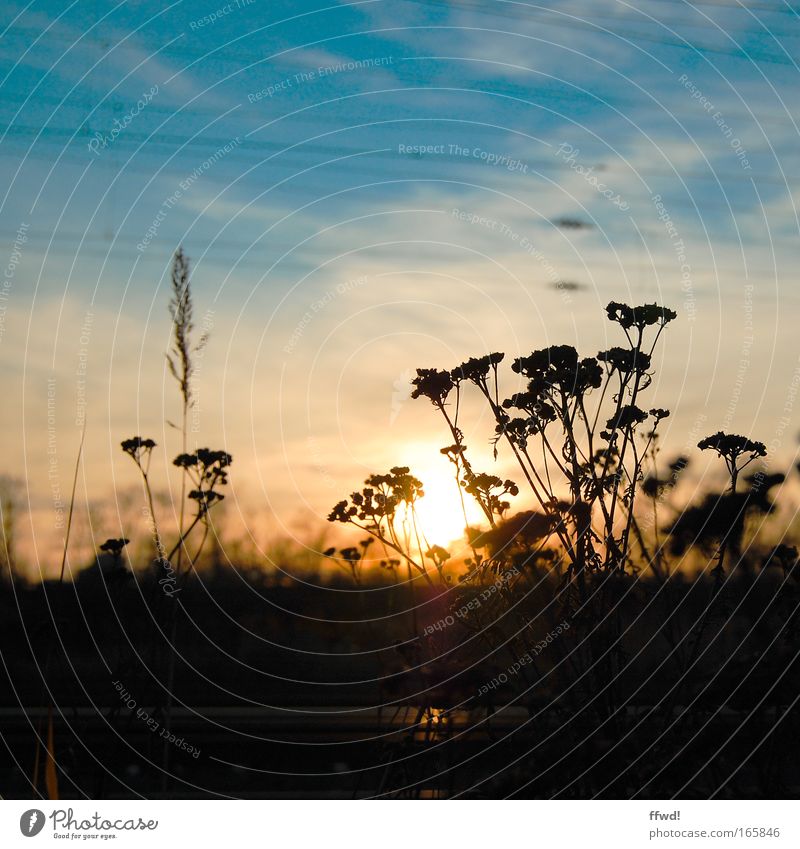 Ausklang Farbfoto Außenaufnahme Abend Dämmerung Licht Kontrast Silhouette Sonnenlicht Sonnenaufgang Sonnenuntergang Gegenlicht Umwelt Natur Pflanze Himmel