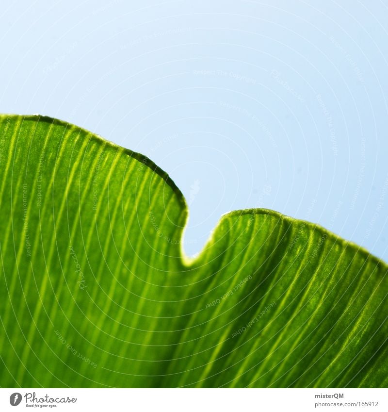 Ginkgo oder Klee? Farbfoto Außenaufnahme Muster Menschenleer Tag Schwache Tiefenschärfe Makroaufnahme Nahaufnahme Natur Umwelt grün Himmel Faser