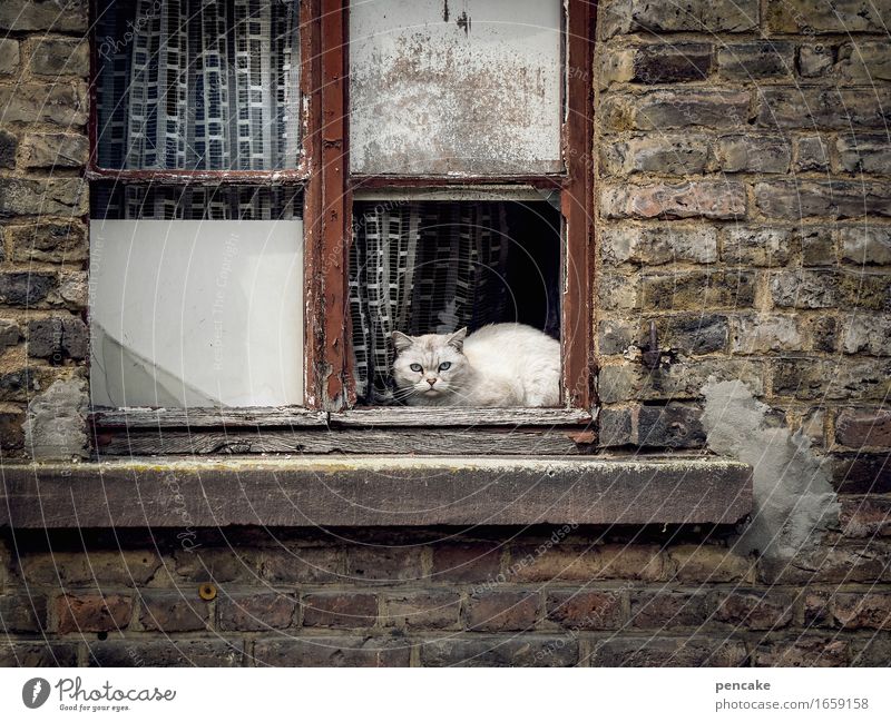 sanierungswesen Altstadt Haus Ruine Mauer Wand Fenster Tier Haustier Katze 1 Aggression alt authentisch dreckig kaputt retro Zukunftsangst Misstrauen